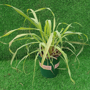 柠檬香茅草盆栽香薷苗香草植物多年生宿根柠檬草绿植带原土包邮