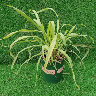 柠檬香茅草多年生阳台庭院