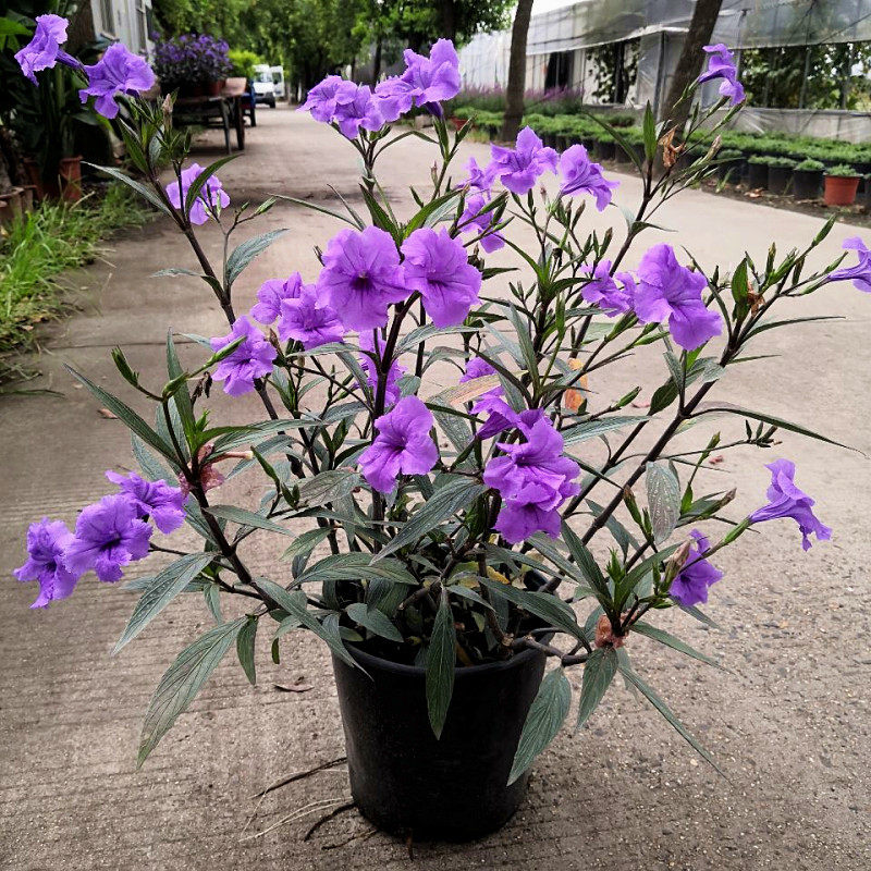 翠芦莉盆栽兰花草日日新墨西哥矮牵牛庭院多年生宿根花卉带原土发