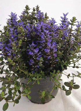 新品蓝花日本姬十二丹多花胫骨草盆栽阳台庭院花镜多年生宿根花卉