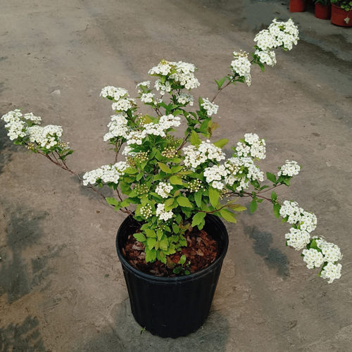 雪柳木本植物绣线菊春季