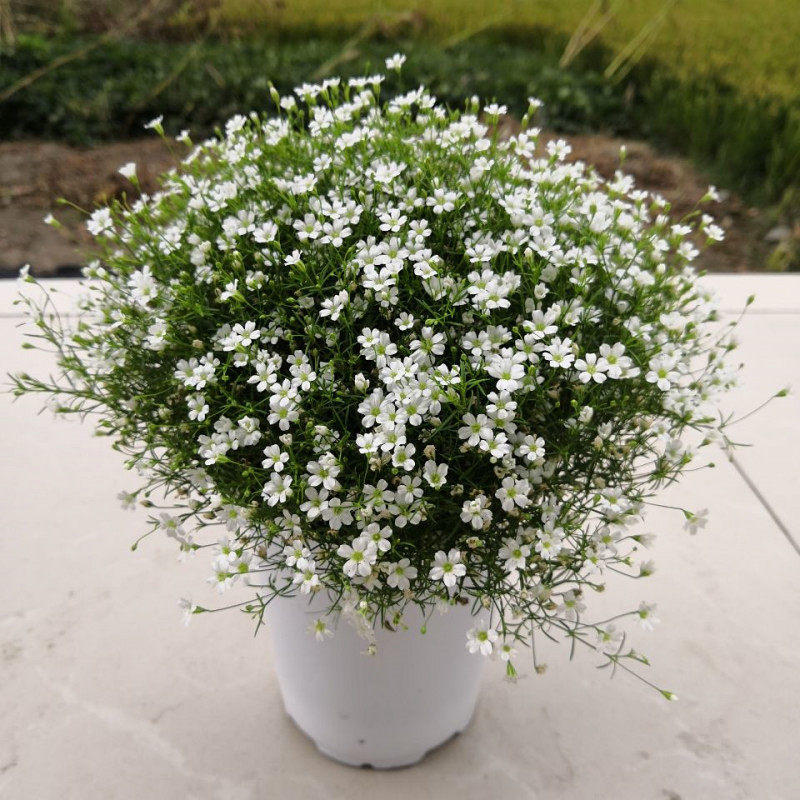 吉普赛满天星盆栽细叶满天星室外阳台花卉花期长好养带花发货包邮