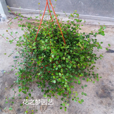 千叶吊兰阳台庭院美观