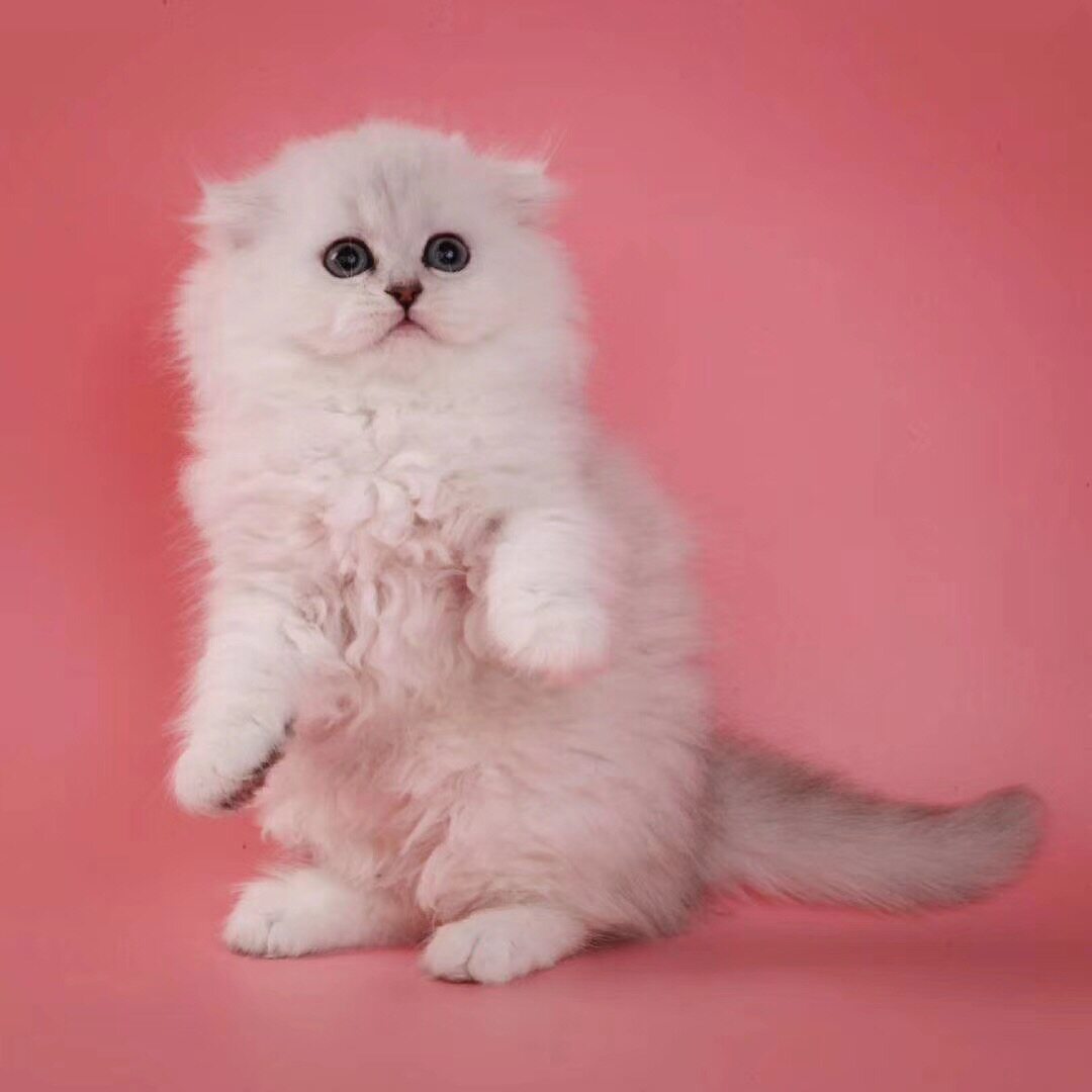 金吉拉幼猫金吉拉猫纯白拿破仑矮脚猫拿破仑猫银点银渐层猫咪活物