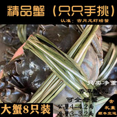 特大螃蟹鲜活大闸蟹公蟹4两全母蟹3两洪泽固城湖太湖清水河蟹产地