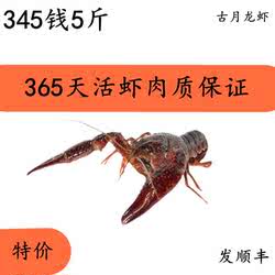金湖鲜活清水养殖活虾456钱 盱眙小龙虾新鲜青红壳满5斤包邮发 批