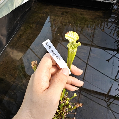 克隆F x 幽灵白瓶子草实生小苗 食虫植物 捕蝇草 猪笼草 特别