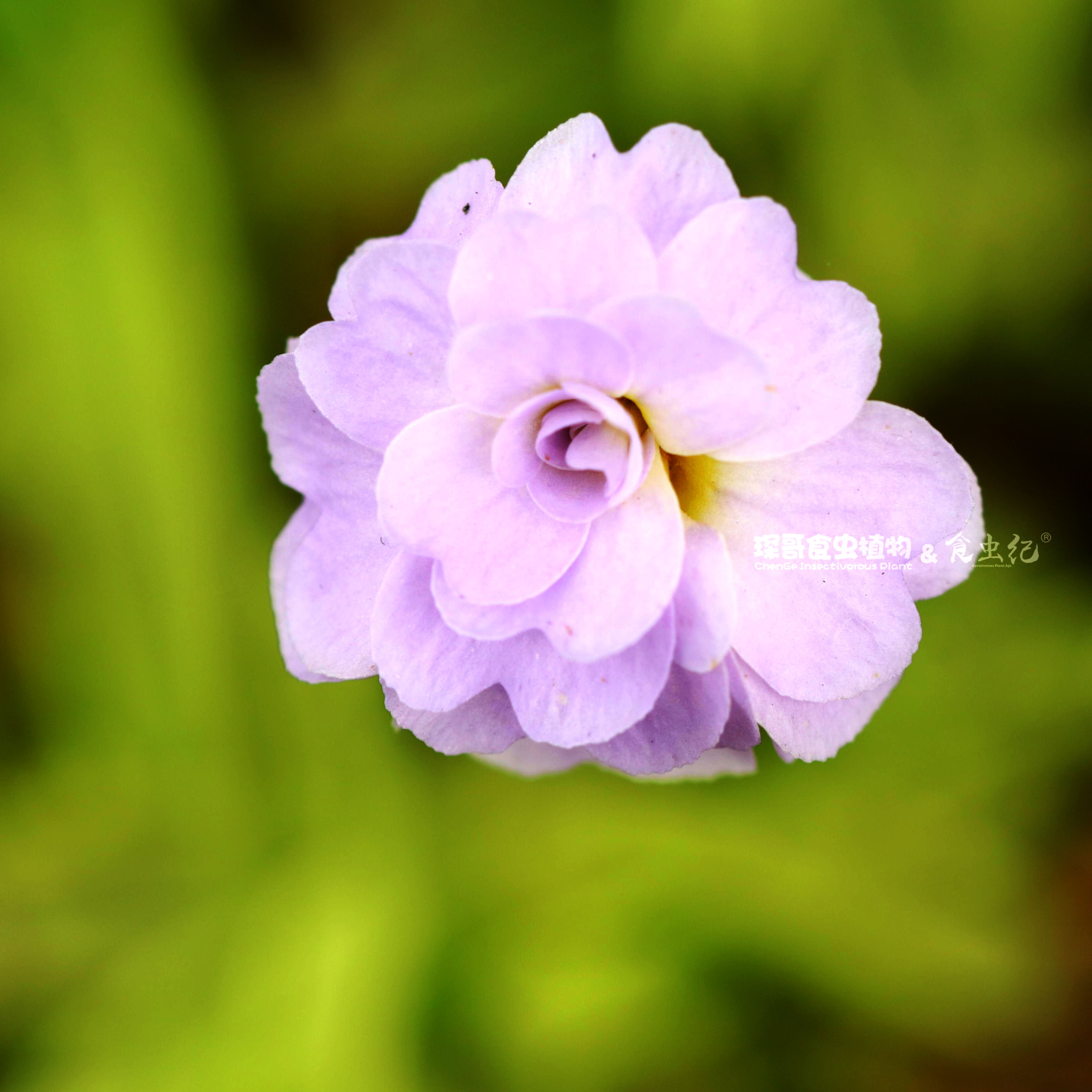樱叶捕虫堇重瓣 食虫纪捕蝇草盆栽驱蚊草室内喜阴猪笼草四季常青