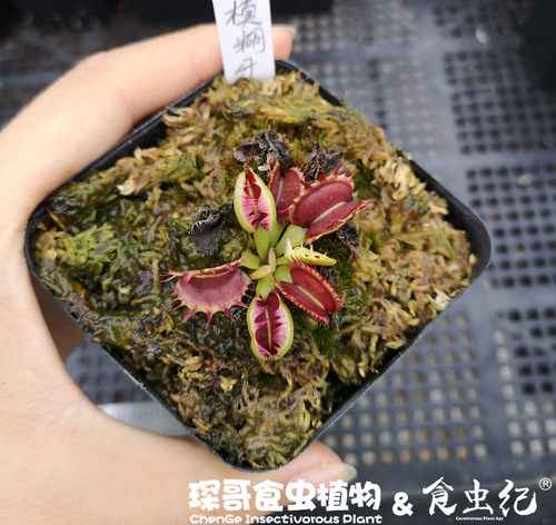 模糊捕蝇草怪异特征品种绿植包邮