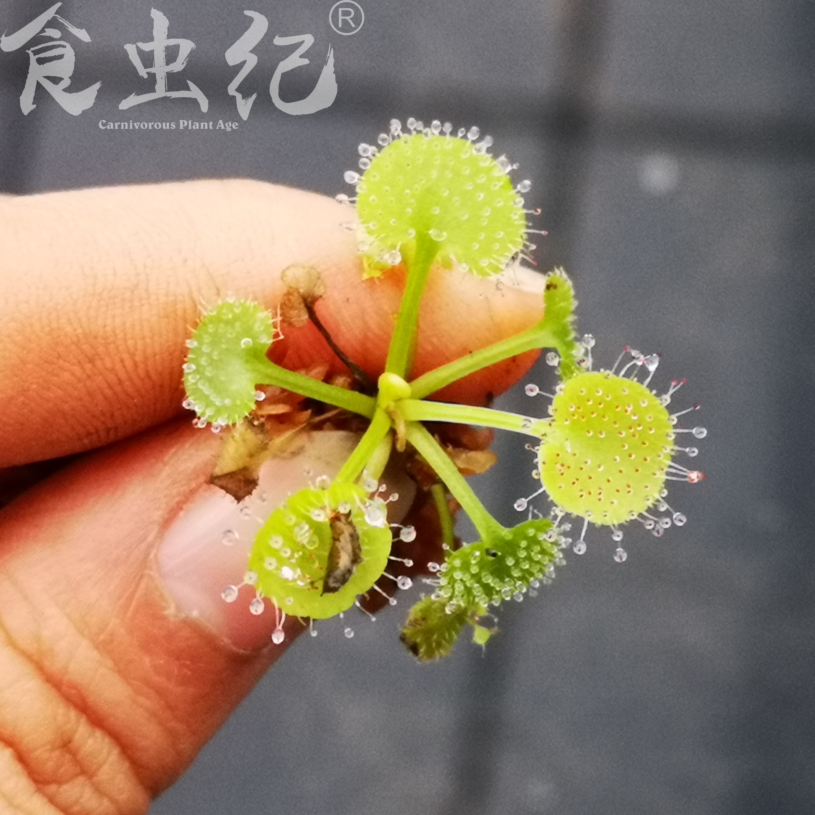 爱心茅膏菜Drosera prolifedra 食虫植物捕蚊草捕虫草a