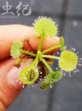 爱心茅膏菜Drosera prolifedra 食虫植物捕蚊草捕虫草a