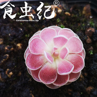 弗洛里捕虫堇 吃虫多肉植物盆栽食虫草稀有食肉优品萌花卉