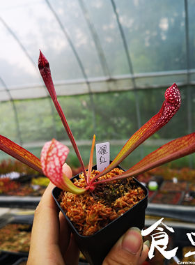 猩红瓶子草食虫植物奇异回声