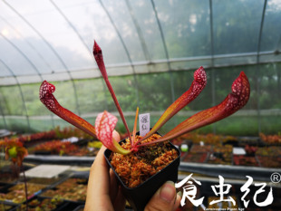 猩红瓶子草 新手推荐食虫植物-食虫草 奇异植物 回声草