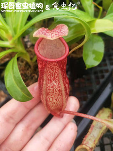 盖亚猪笼草（葫芦猪笼草 x 岔刺猪笼草）包邮 花盆栽 食虫植物
