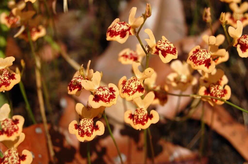 杏黄狸藻—Utricularia fulva（斯基迪狸藻组—陆生）