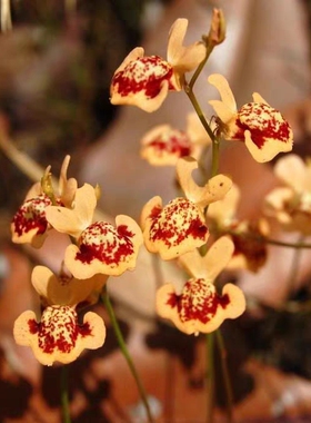 杏黄狸藻—Utricularia  fulva（斯基迪狸藻组—陆生）