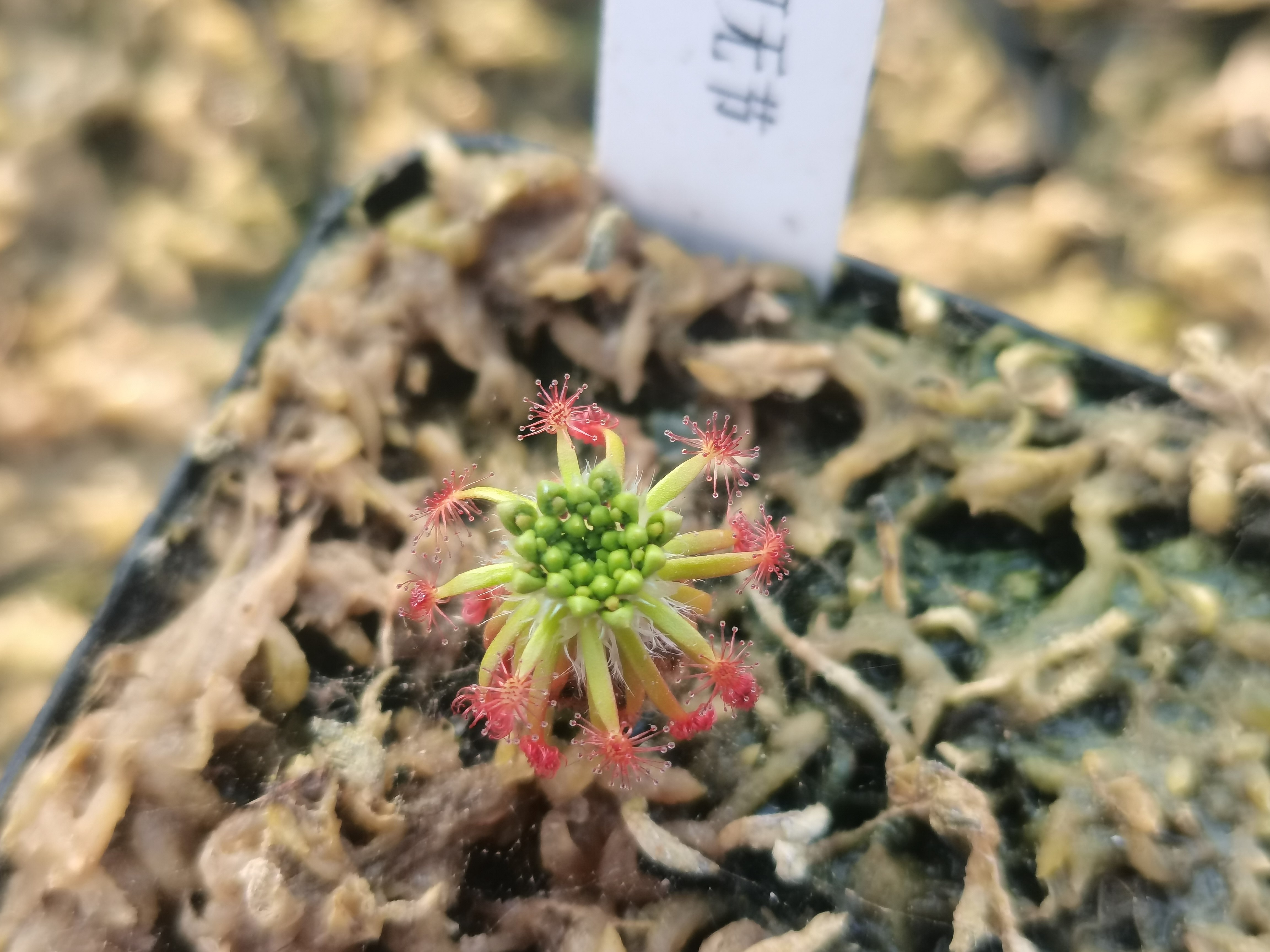 史葛河无节迷你茅膏菜集合冬芽盆栽曼妮金碟刺托无节蝎子玫瑰