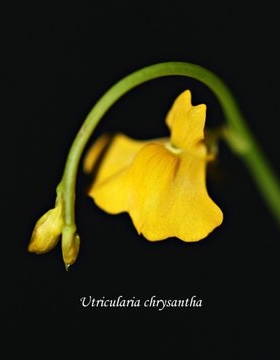 金花狸藻Utricularia chrysantha捕蝇草茅膏菜捕虫堇