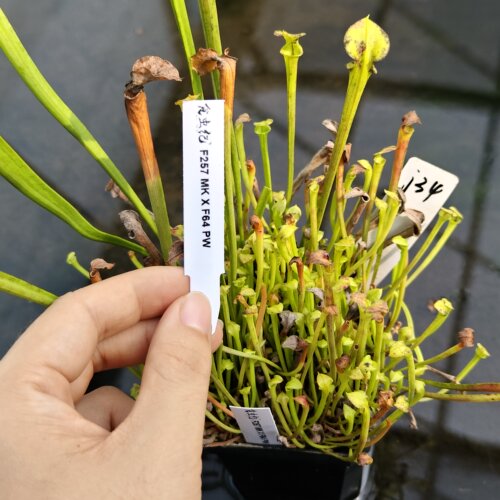 铜帽xF140A MK食虫植物捕蝇草猪笼草瓶子草茅膏菜驱蚊草多肉盆栽