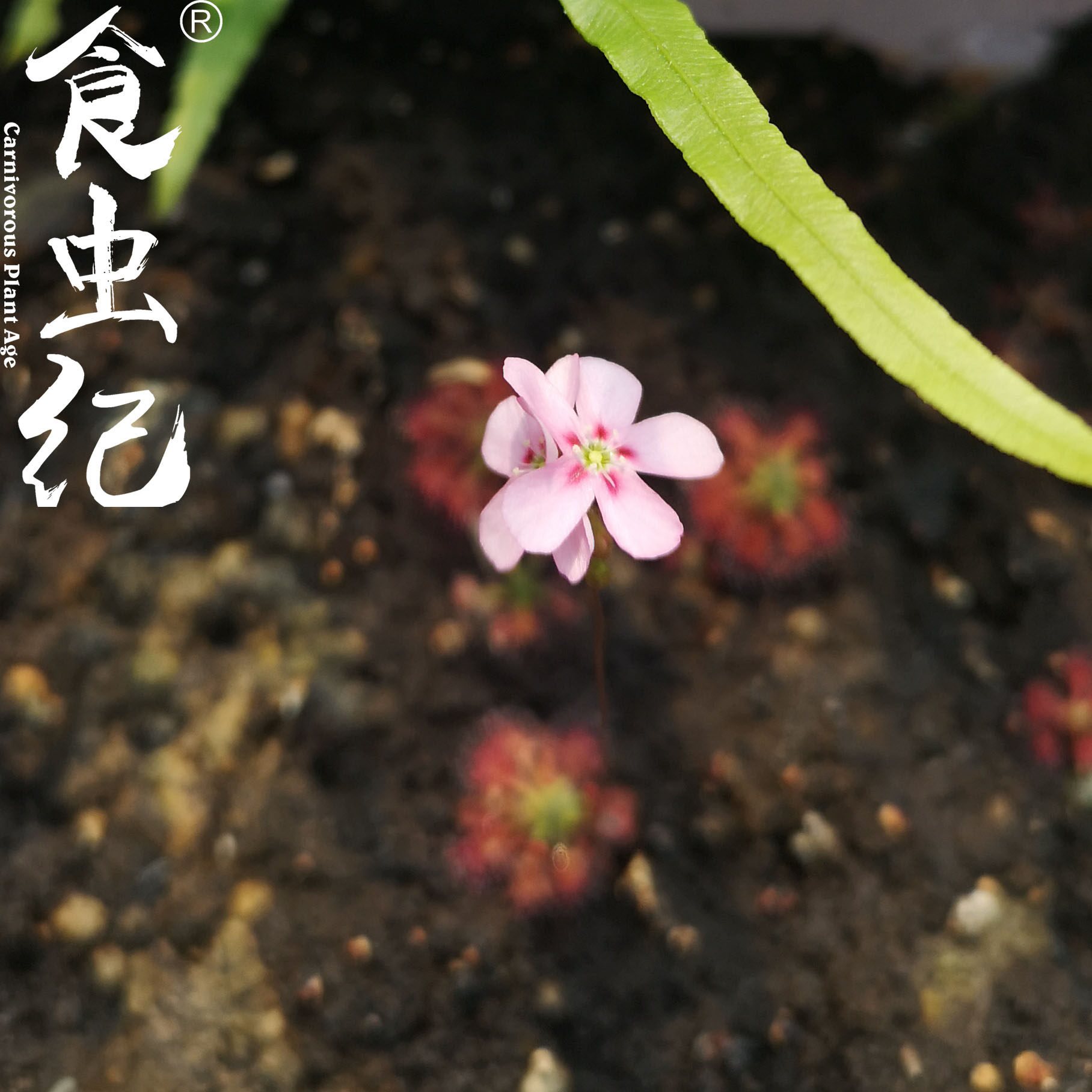 斑花迷你茅膏室内菜 集合月亮湖迷你植物盆栽食人花食虫植物,鲜花速递/花卉仿真/绿植园艺,食虫植物,淘宝优惠券,粉丝福利购,淘宝优惠卷