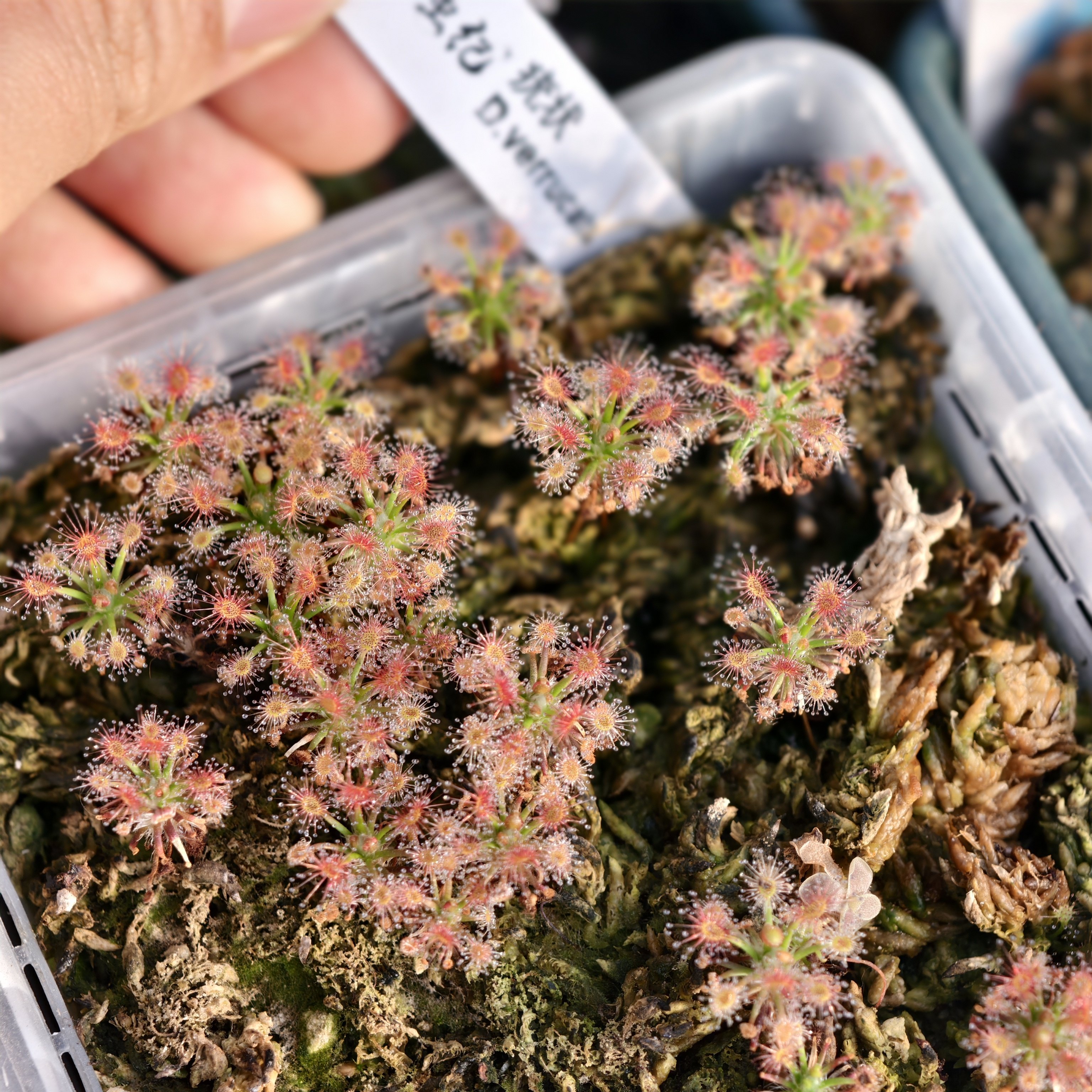 疣状迷你茅膏菜-Drosera verrucata（旱地种）