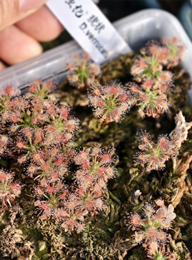 疣状迷你茅膏菜-Drosera verrucata（旱地种）