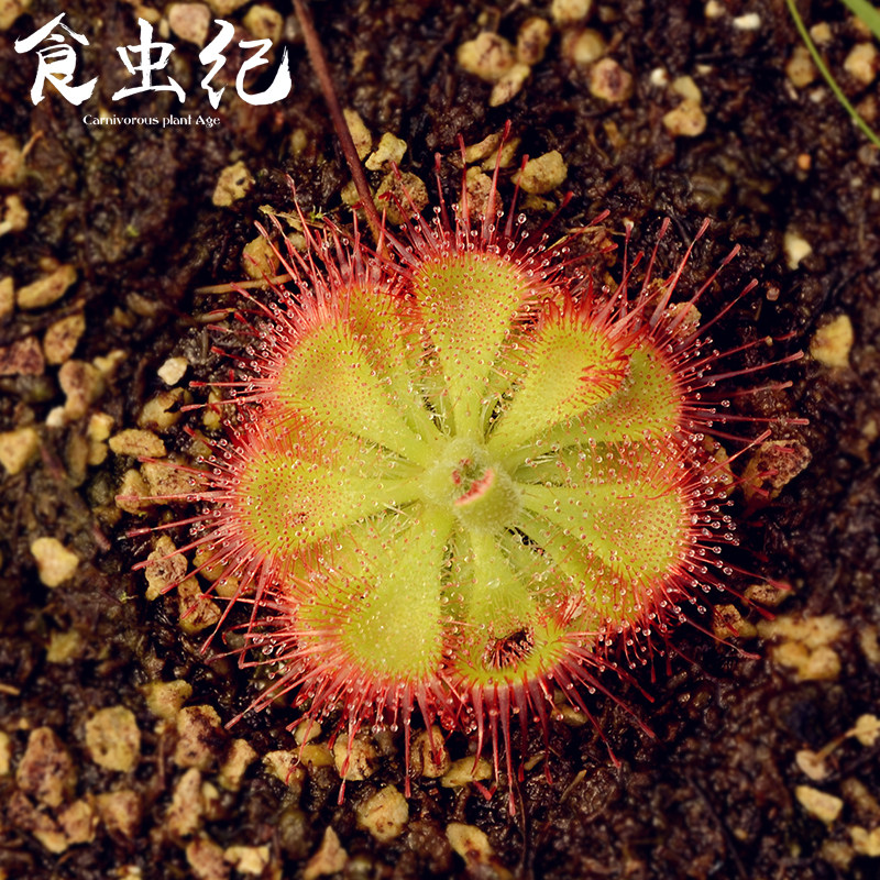 锦地罗茅膏菜食虫纪会捕虫的食虫植物办公室绿植盆栽礼品包邮,鲜花速递/花卉仿真/绿植园艺,食虫植物,淘宝优惠券,粉丝福利购,淘宝优惠卷