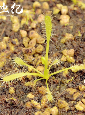 食虫纪|好望角茅膏菜（白）(D.capensis var.alba)叶片会卷驱蚊