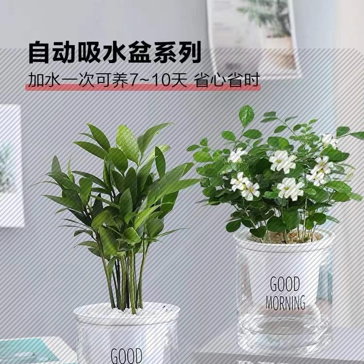 驱蚊竹柏盆栽驱蚊草水培绿植富贵竹花卉大全室内卧室易活水养植物