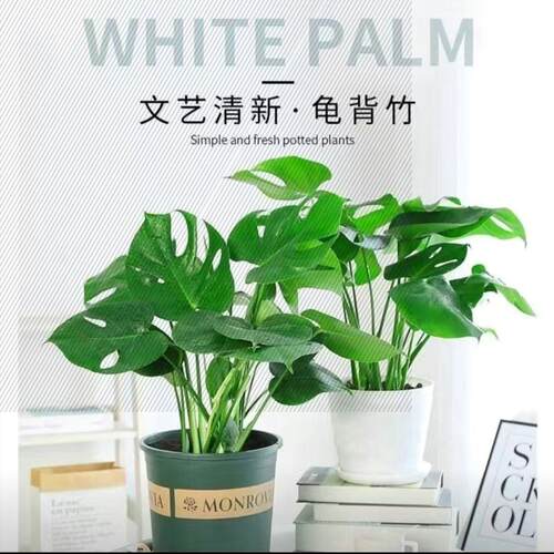 龟背竹水培植物室内大型盆栽客厅四季好养吸甲醛净化空气观叶绿植