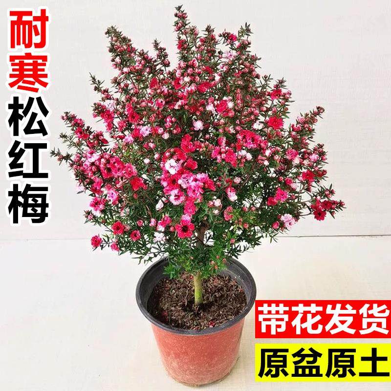 松红梅盆栽带花苞澳洲雪梅花室内外阳台花卉植物耐寒绿植