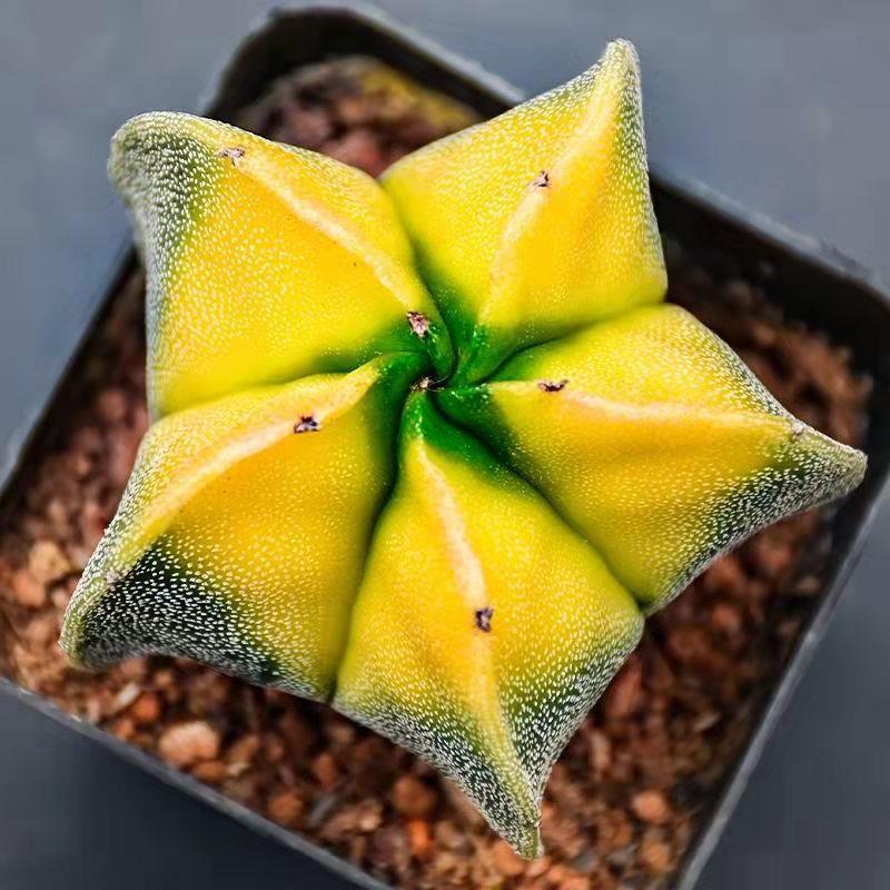 彩色鸾凤玉四五角琉璃银砂仙人球多肉植物组合绿植花卉盆栽吸