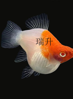 红白剑球鱼红箭球鱼燕尾红剑鱼