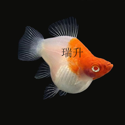 红白剑球鱼红箭球鱼燕尾红剑鱼