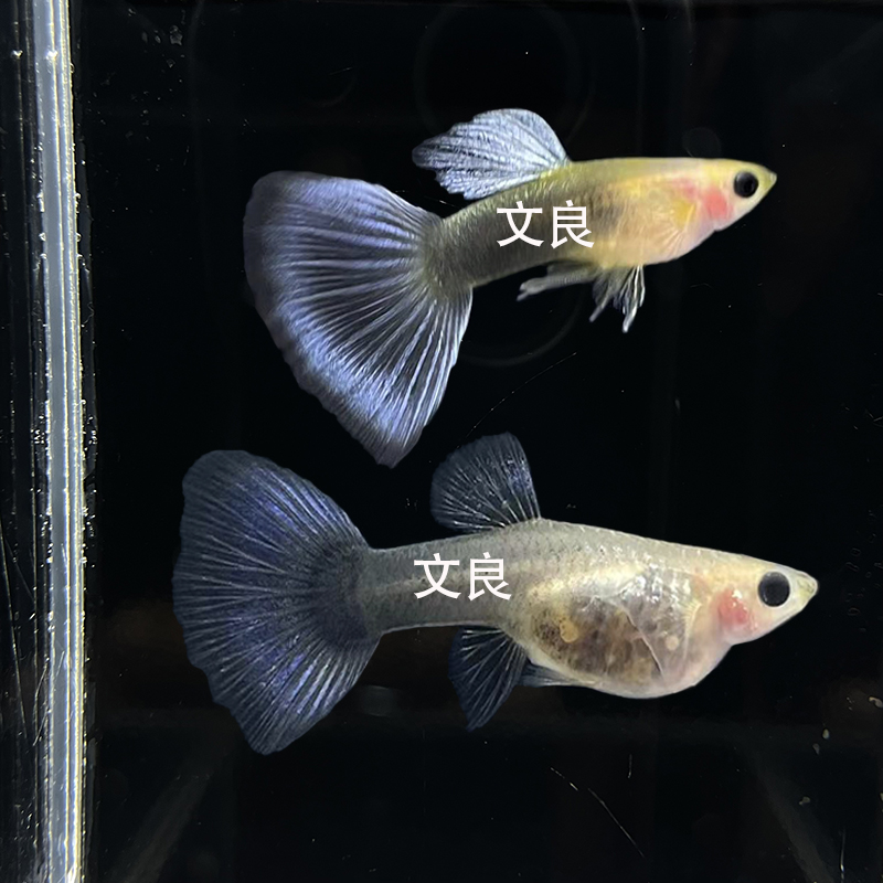 蓝礼服玻璃猫孔雀鱼淡水凤尾鱼