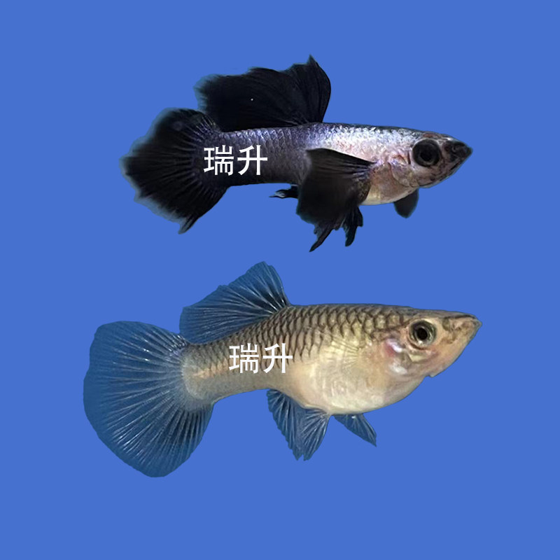 大耳熊猫孔雀鱼纯种大耳朵胎生鱼凤尾鱼繁殖最快鱼小型热带观赏鱼