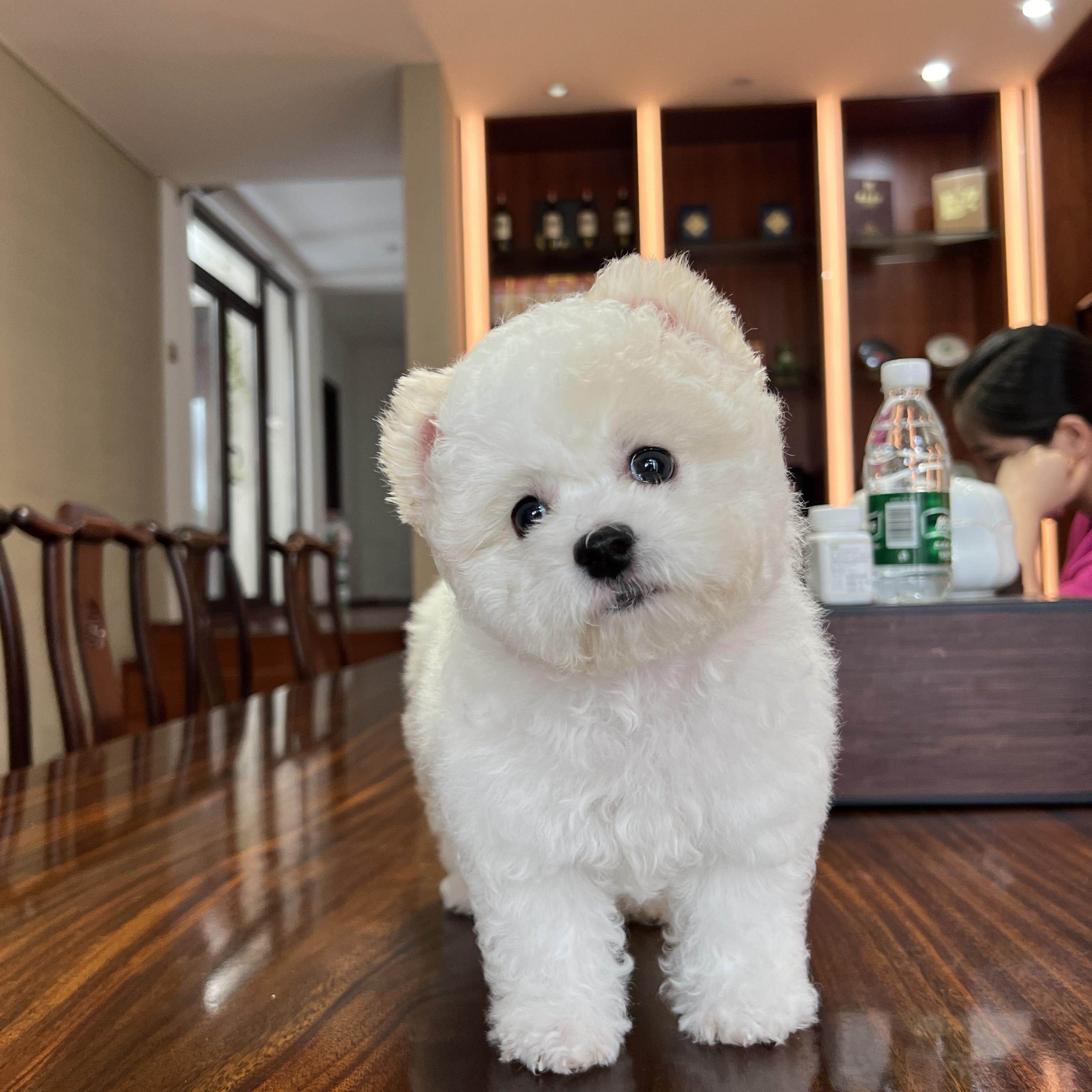 比熊妹妹6123 名士宠物 深圳纯种小型犬活体小体棉花糖可爱呆萌狗