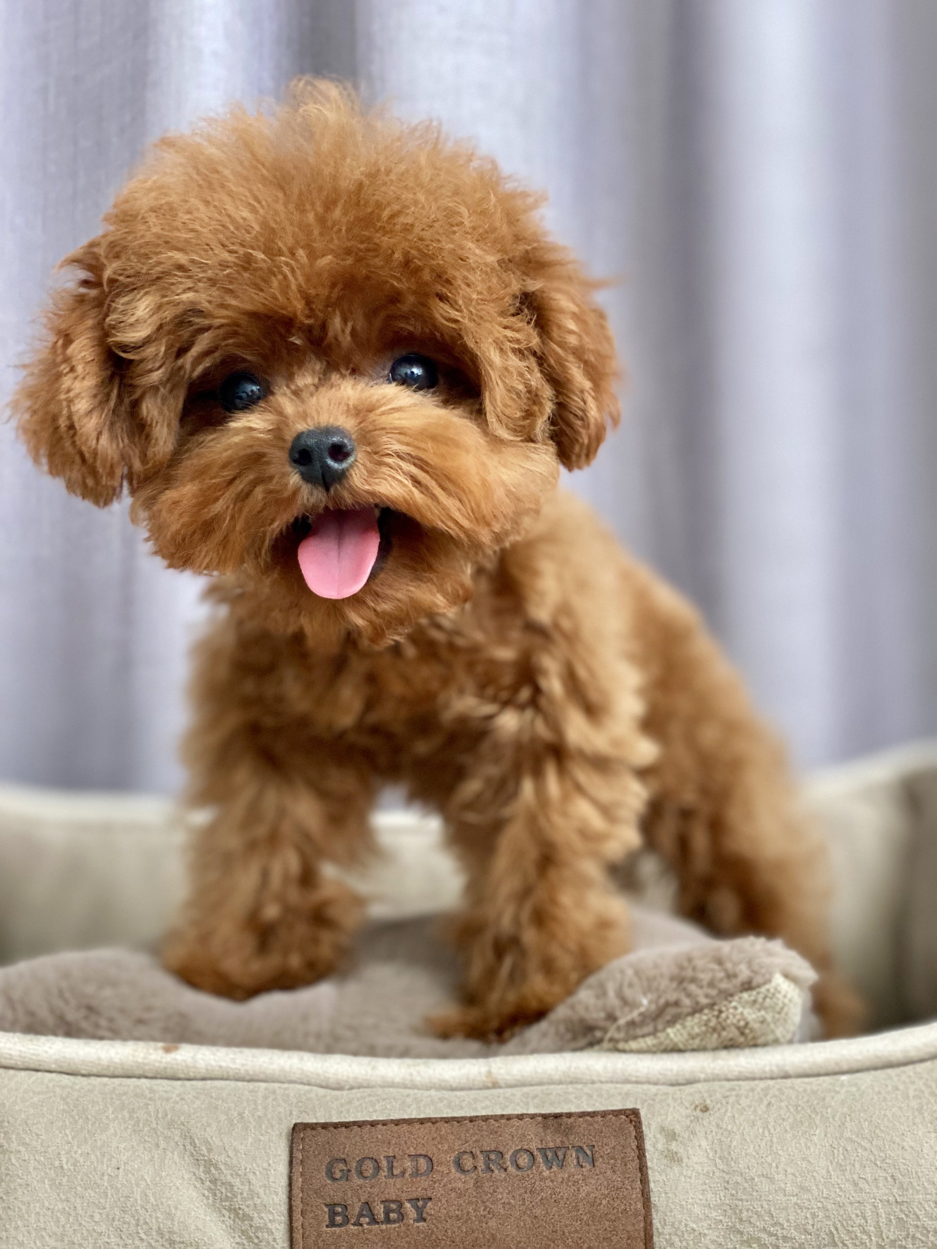 深圳名士宠物售超小体纯种红棕色泰迪犬幼犬活体红贵宾呆萌可爱