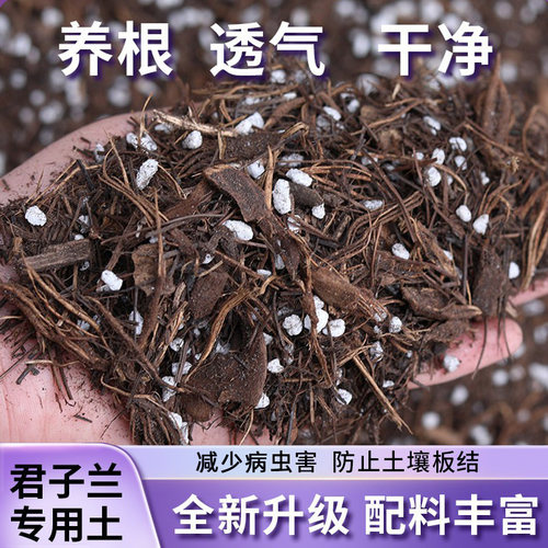 松针腐殖土君子兰专用兰科营养土