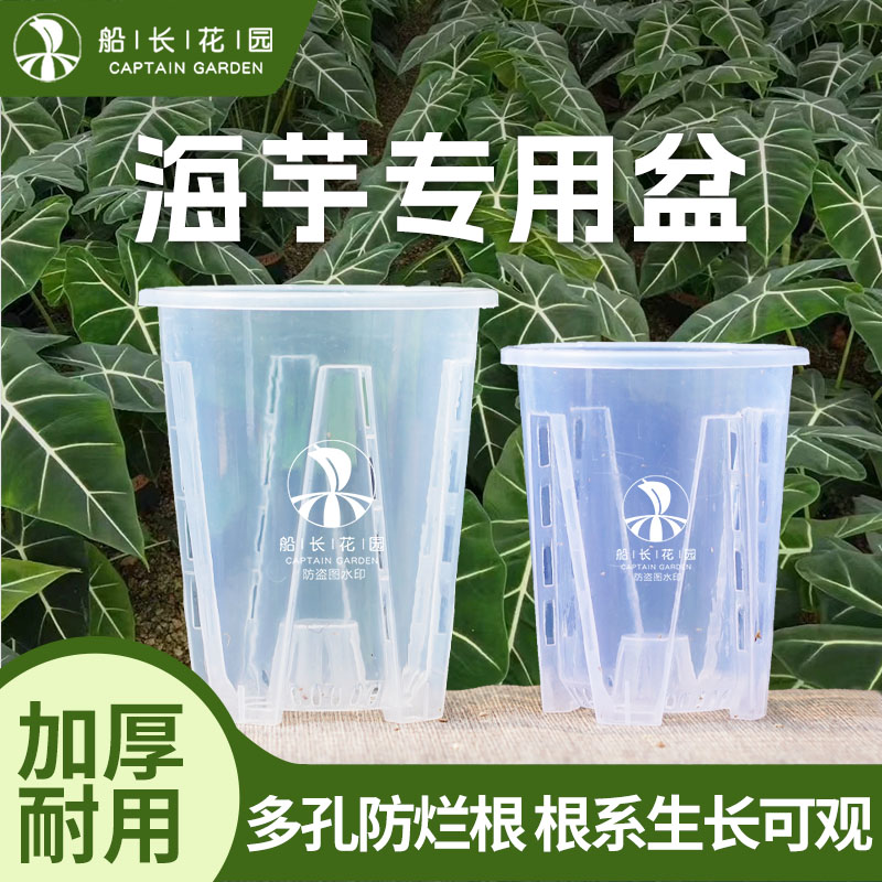 热植花盆天南星科兰花透气控根盆图片