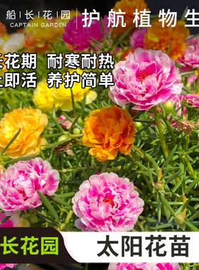 重瓣太阳花盆栽枝条混色四季绿植