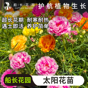 重瓣太阳花苗枝条混色带根带花苞宿根植物四季好养活盆栽种子花卉