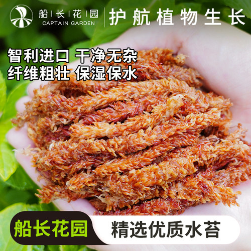 毛毛虫水苔蝴蝶兰乌龟垫材干苔藓