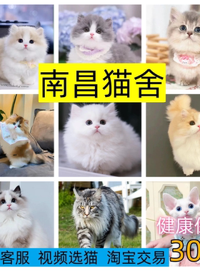 短毛猫金渐层活动中蓝金渐层