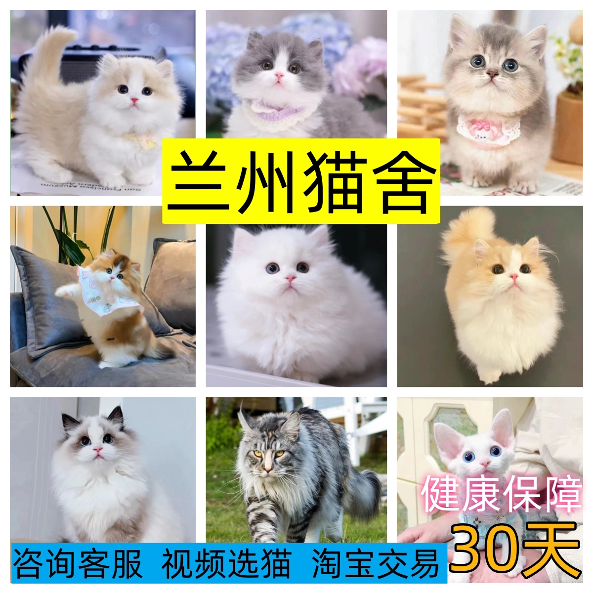 【兰州猫舍】英短幼猫渐层美短加猫咪