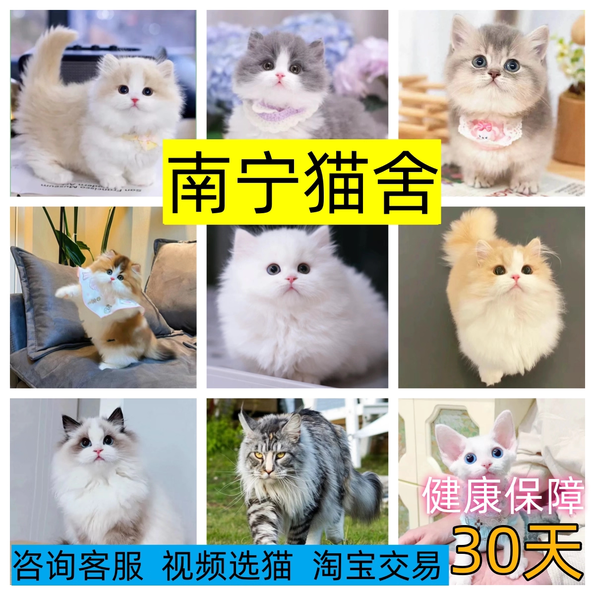 【南宁猫舍】英短幼猫渐层美短加猫咪