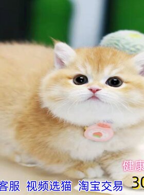 英短金渐层幼猫ny12色纯种可爱长毛金渐层猫赛级英国短毛猫咪活物