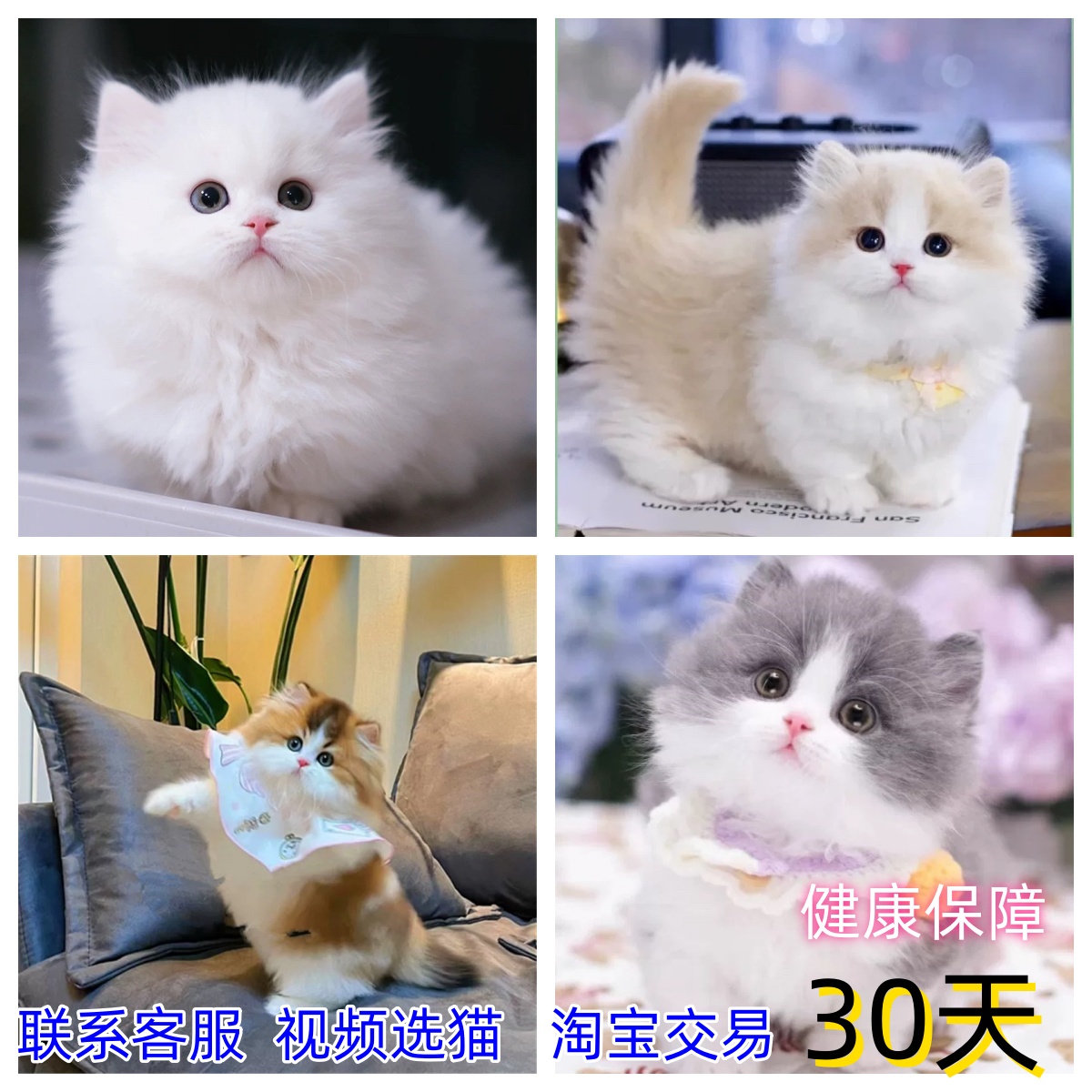 猫咪活物英短蓝猫虎斑起司美短蓝白金银渐层布偶拿破仑矮脚宠物猫