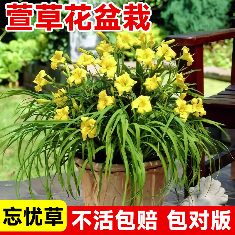 萱草花苗盆栽金娃娃忘忧草大花宣草花苗母亲花室外庭院好养绿植物图片